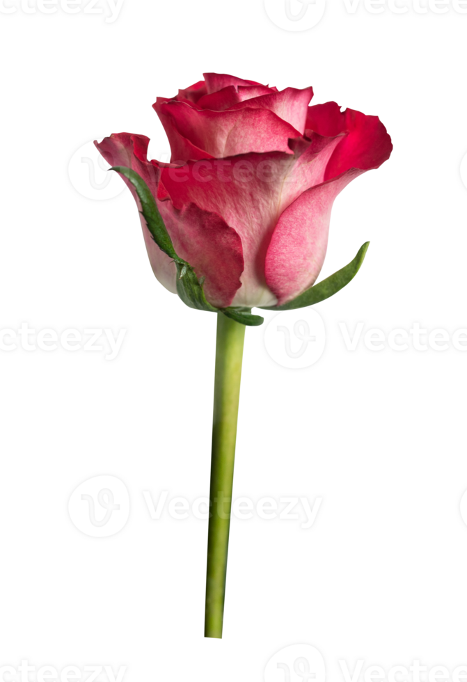 Red rose top view. Beautiful single light flower on stem transparent background. Natural object for design to Valentines Day, mother Day, anniversary, wedding png