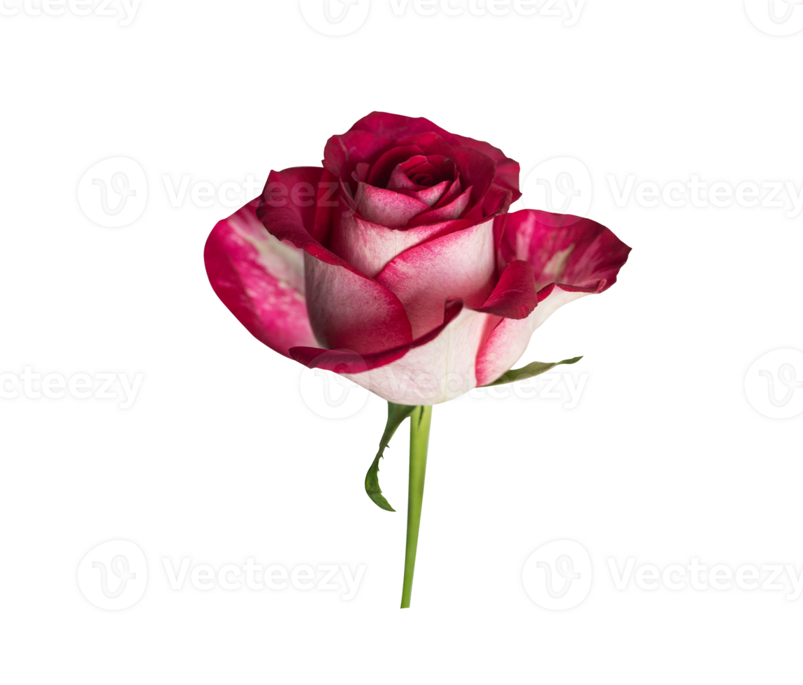 Red rose top view. Beautiful single light flower on stem transparent background. Natural object for design to Valentines Day, mother Day, anniversary, wedding png