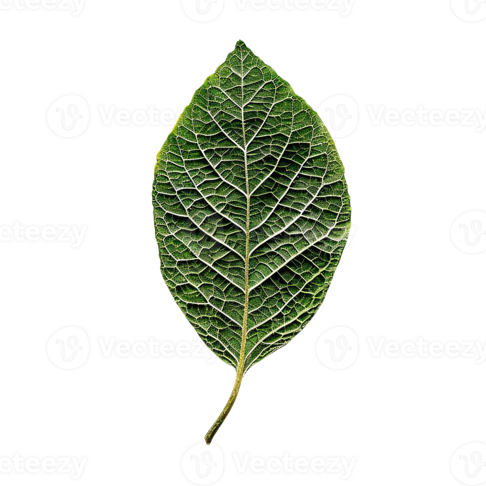 High-resolution image of a single green leaf with detailed veins and texture on a transparent background. Ideal for nature and botanical themes. png
