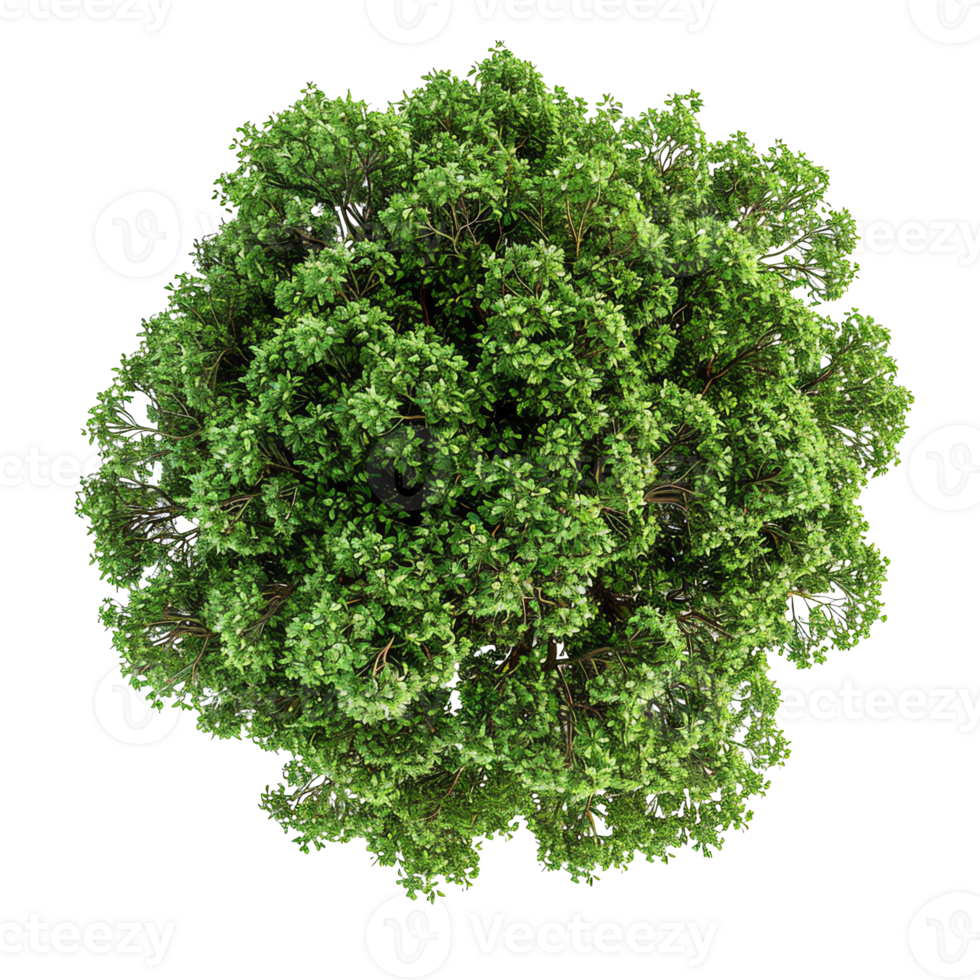 Top view of a lush green tree, showcasing dense foliage against a transparent background, ideal for nature and environmental themes. png