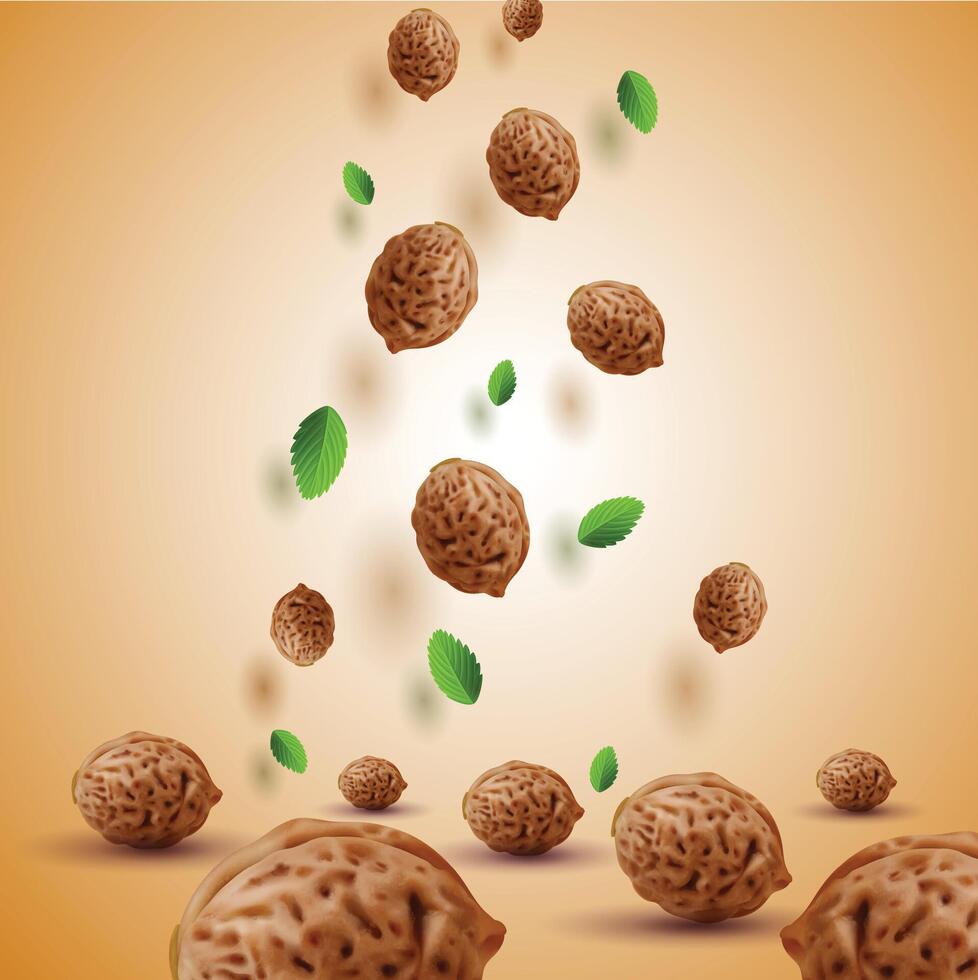 fresh walnut falling down illustration vector