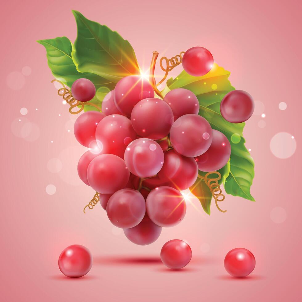 Fresh Red Grapes illustration. fruits. vector