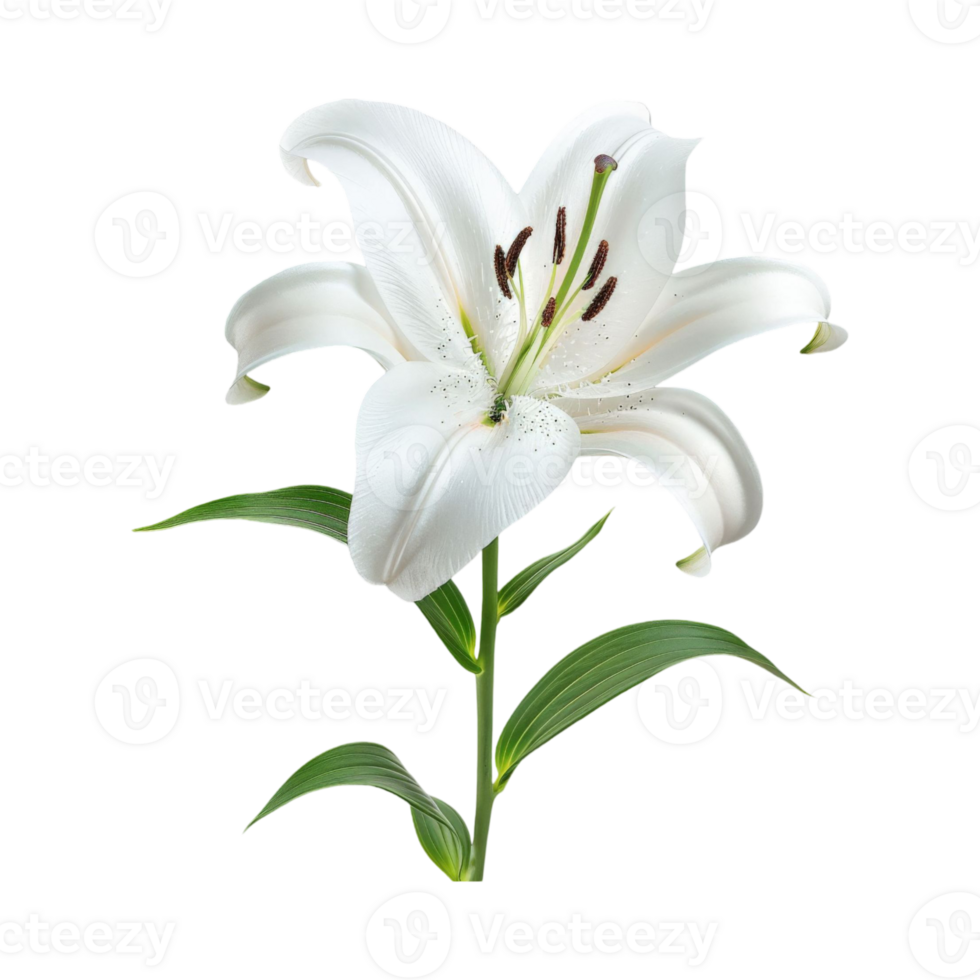 A single white lily stands tall png