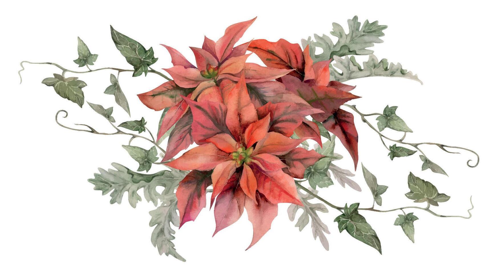 Red poinsettia flower with ivy, dusty miller leaves. Watercolor hand drawn illustration, bouquet composition isolated on white. Xmas, happy new year festive, noel navidad holiday. For cards, gifts. vector