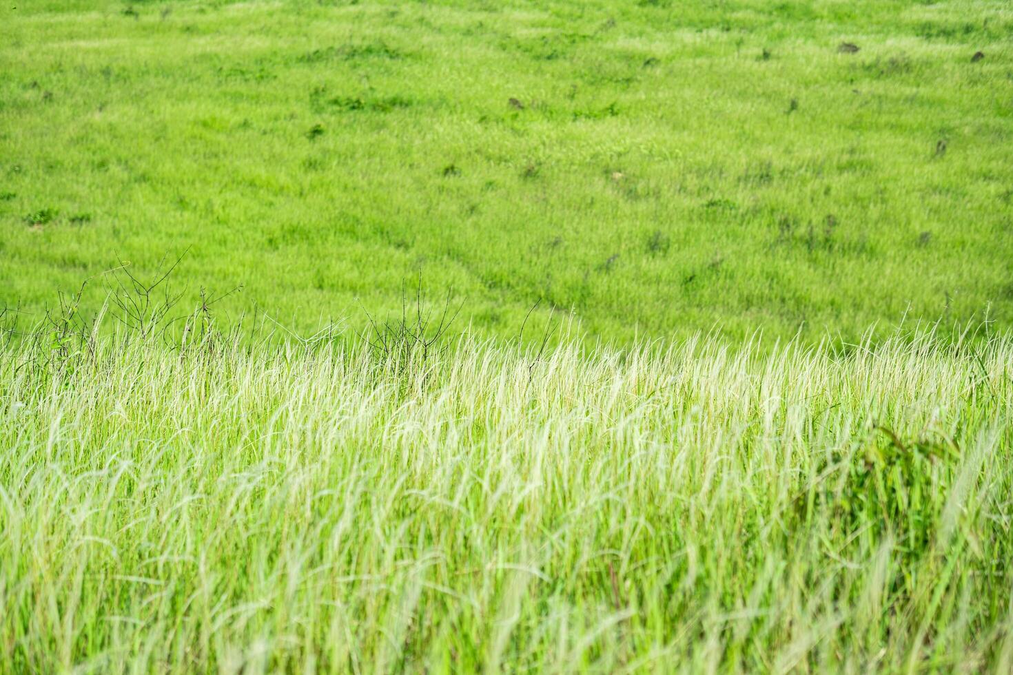 Grass flower background image, empty space, wallpape photo
