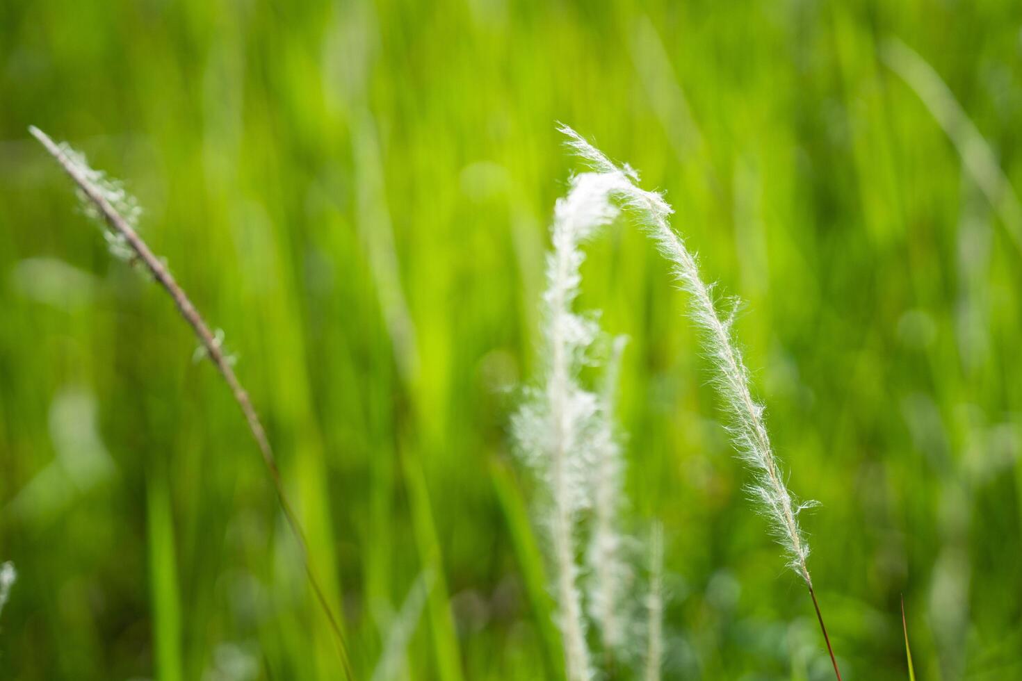Grass flower background image, empty space, wallpape photo