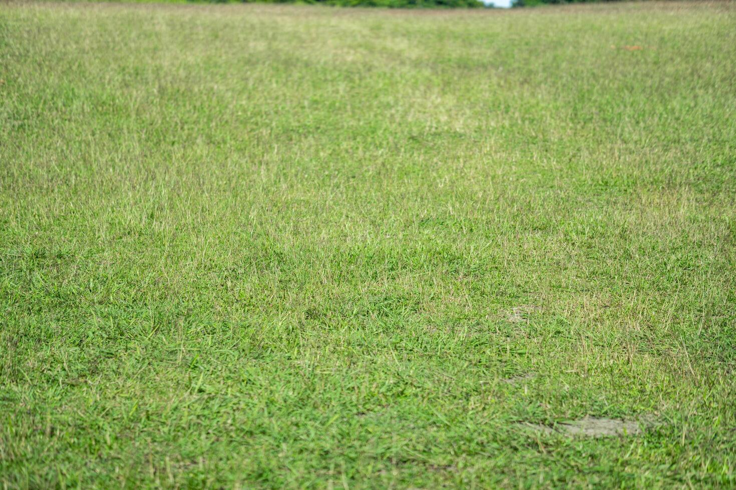 Grass flower background image, empty space, wallpape photo