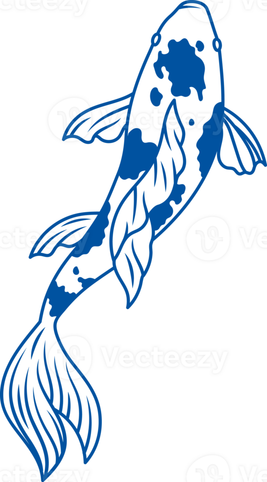 Koi carp with spots on back swims upward, for design of pages of books about exotic fish. Hand drawn png