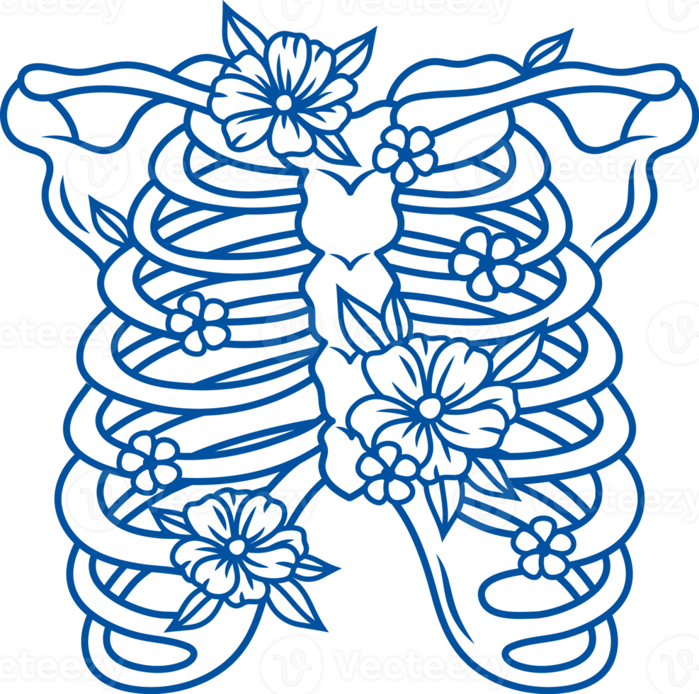 Fragment of skeleton of deceased person with bones of ribs and spine for anatomical illustration png