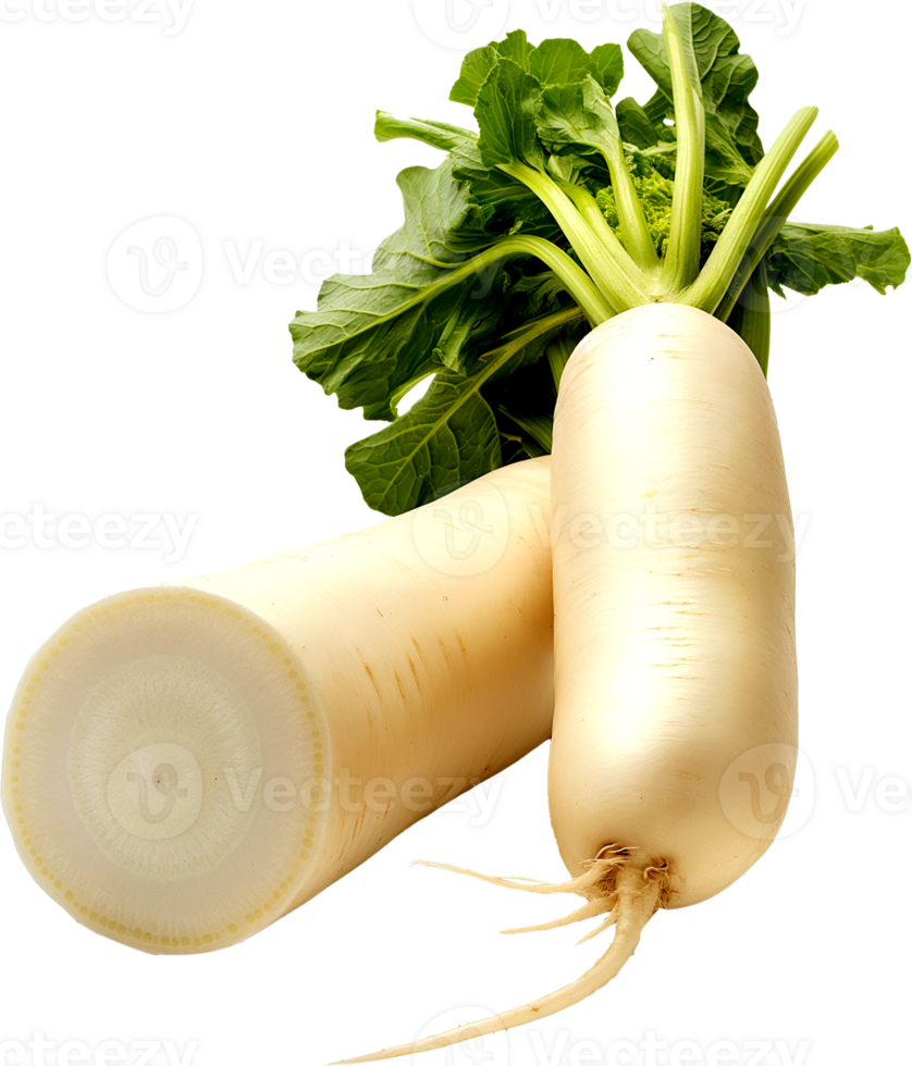 Daikon Clipart - Daikon Radish vegetable isolated - Fresh white Daikon Radish illustration png