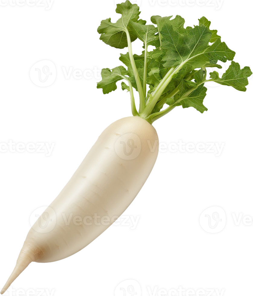 Daikon Clipart - Daikon Radish vegetable isolated - Daikon Radish illustration png