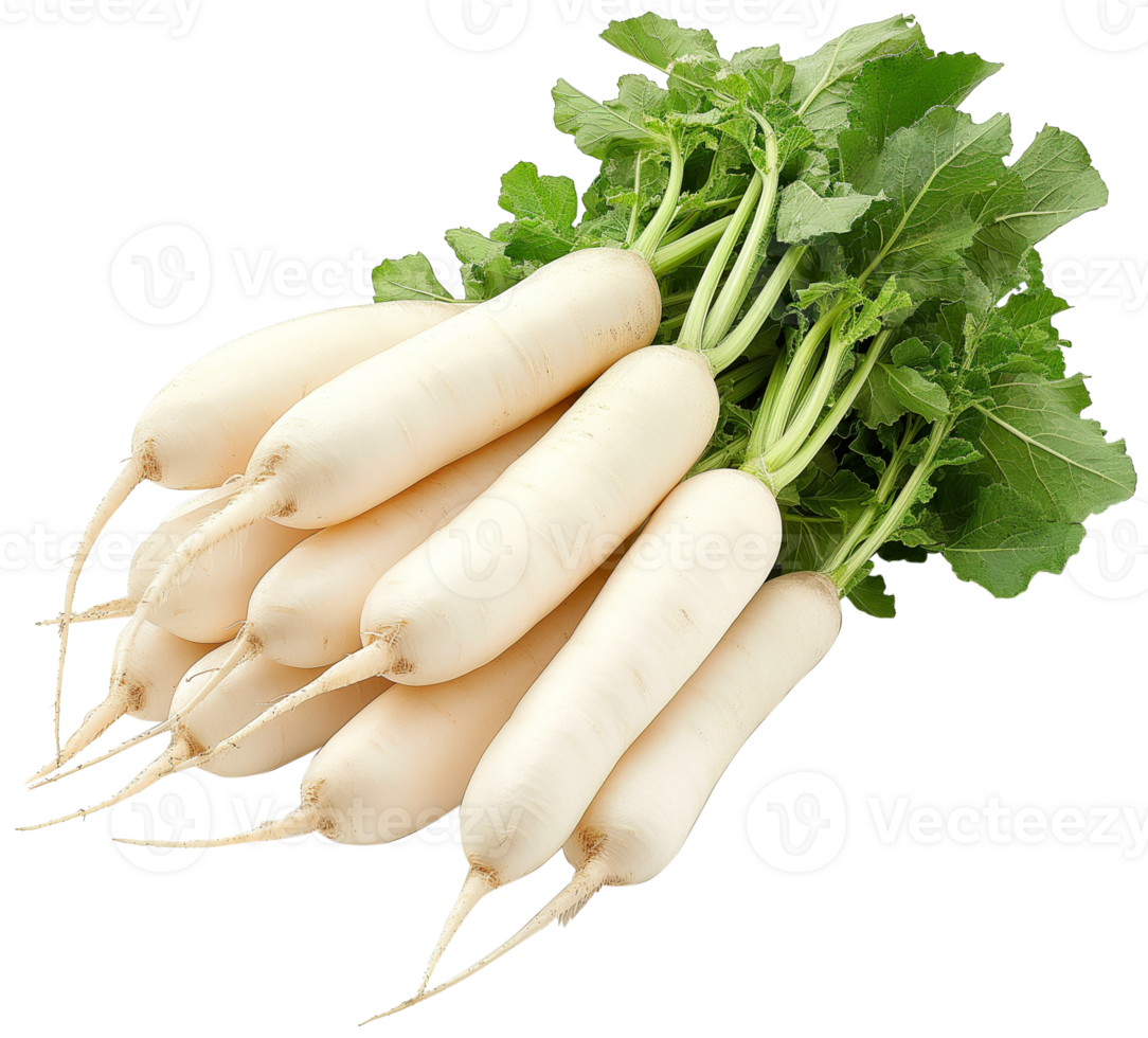 Daikon Clipart - Daikon Radish vegetable isolated - Fresh Daikon Radish illustration png