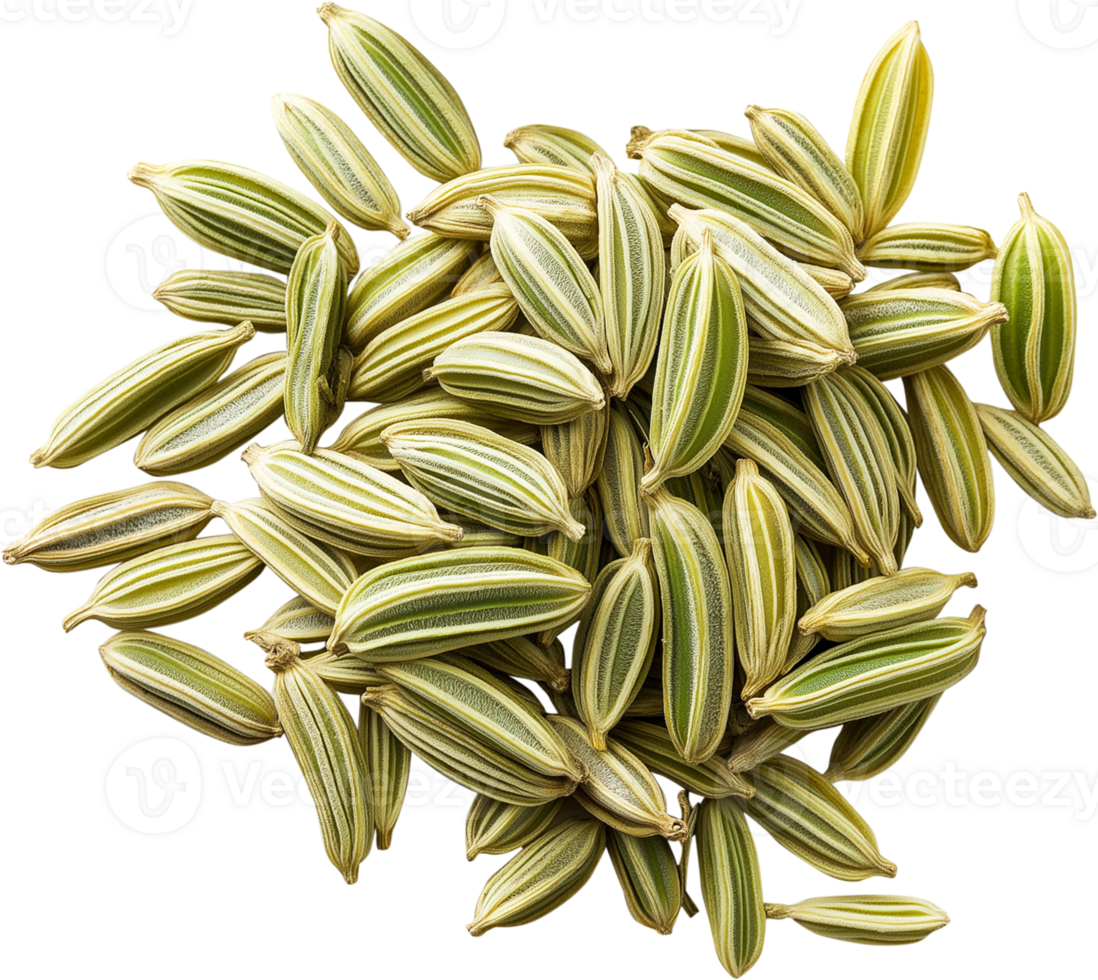 Fennel Plant isolated - Fennel seeds illustration png