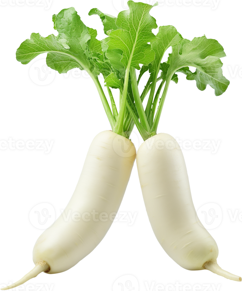 Daikon Clipart - Daikon Radish vegetable isolated - A Raw Daikon radish illustration png