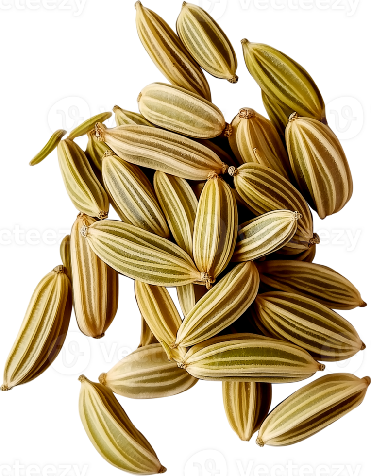 Fennel Plant isolated - Fennel seeds illustration png