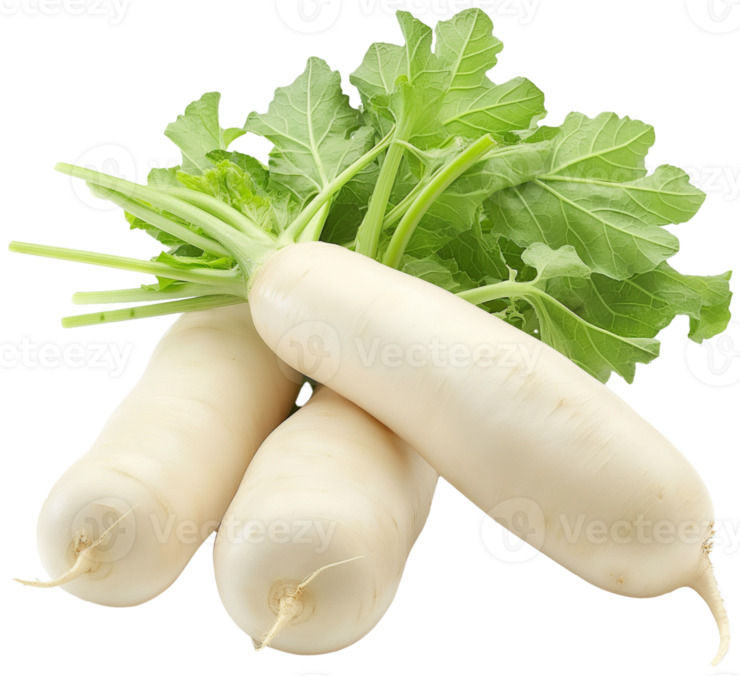 Daikon Clipart - Daikon Radish vegetable isolated - Fresh white Daikon Radish illustration png