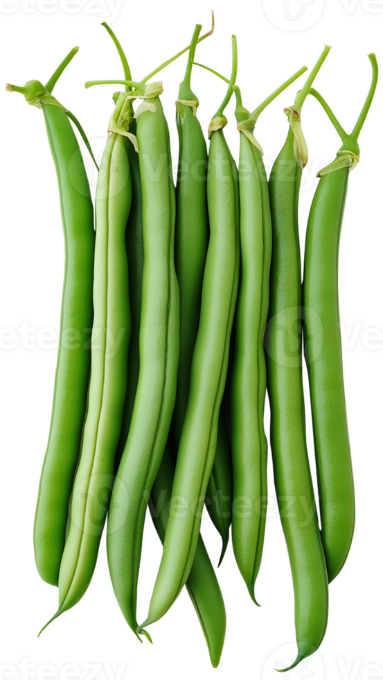 Green Beans vegetable isolated - Green Beans clipart - French beans illustration png