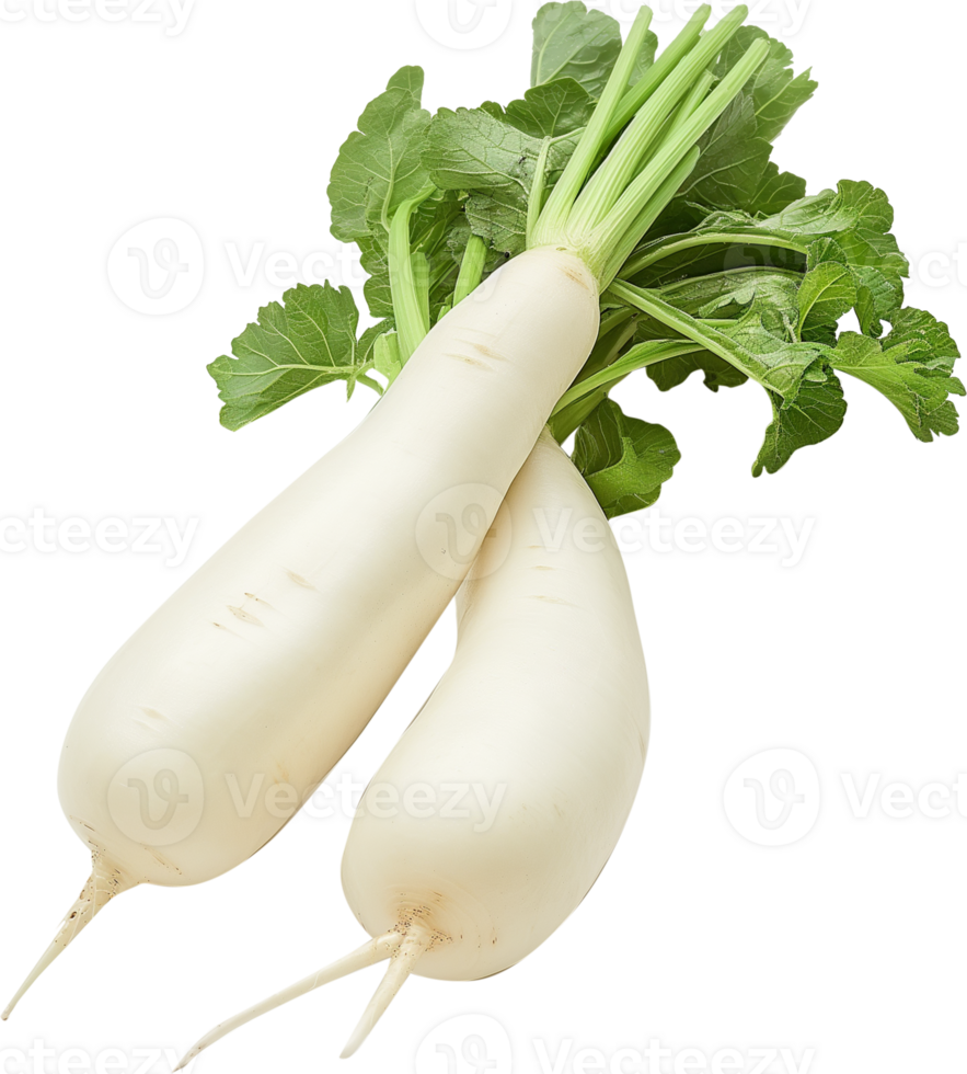 Daikon Clipart - Daikon Radish vegetable isolated - A Raw Daikon radish illustration png