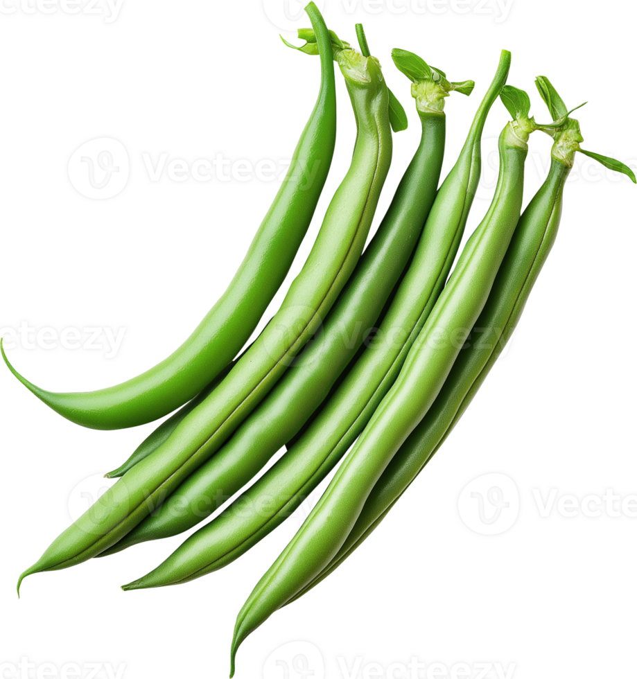 Green Beans vegetable isolated - Green Beans clipart - French beans illustration png