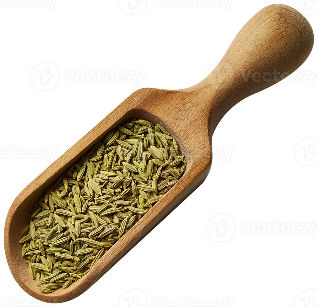 Fennel Plant isolated - Fennel spice of wooden Shovel illustration png