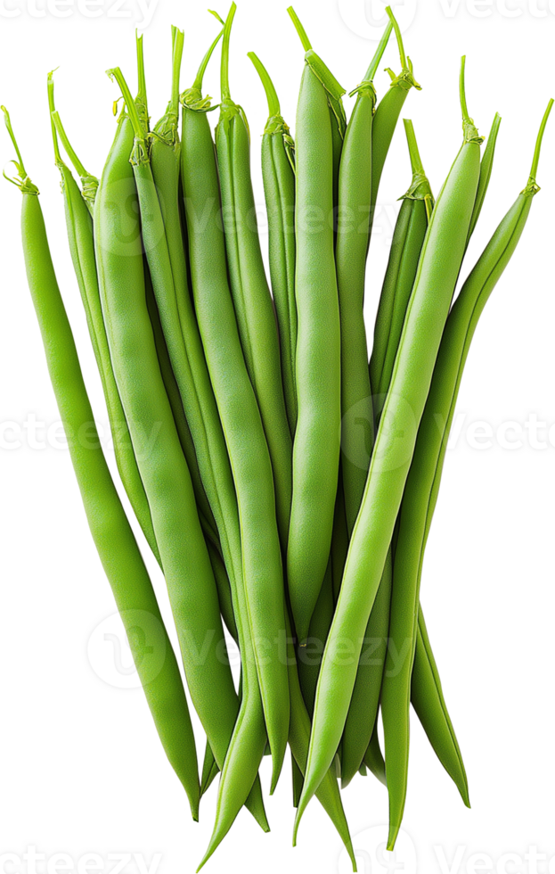 Green Beans vegetable isolated - Green Beans clipart - French beans illustration png