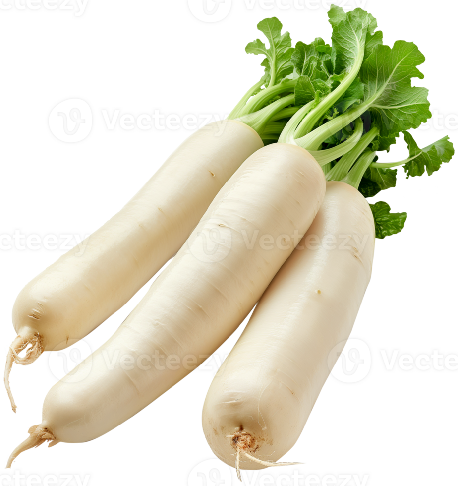 Daikon Clipart - Daikon Radish vegetable isolated - A Raw Daikon radish illustration png