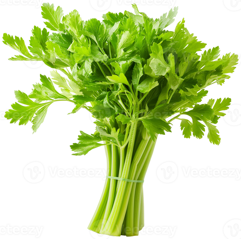 Celery Vegetable isolated - fresh celery vegetable illustration png