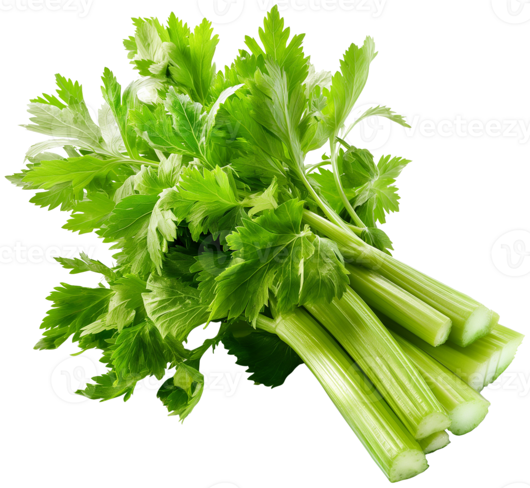 Celery Vegetable isolated - Raw green fresh celery illustration png