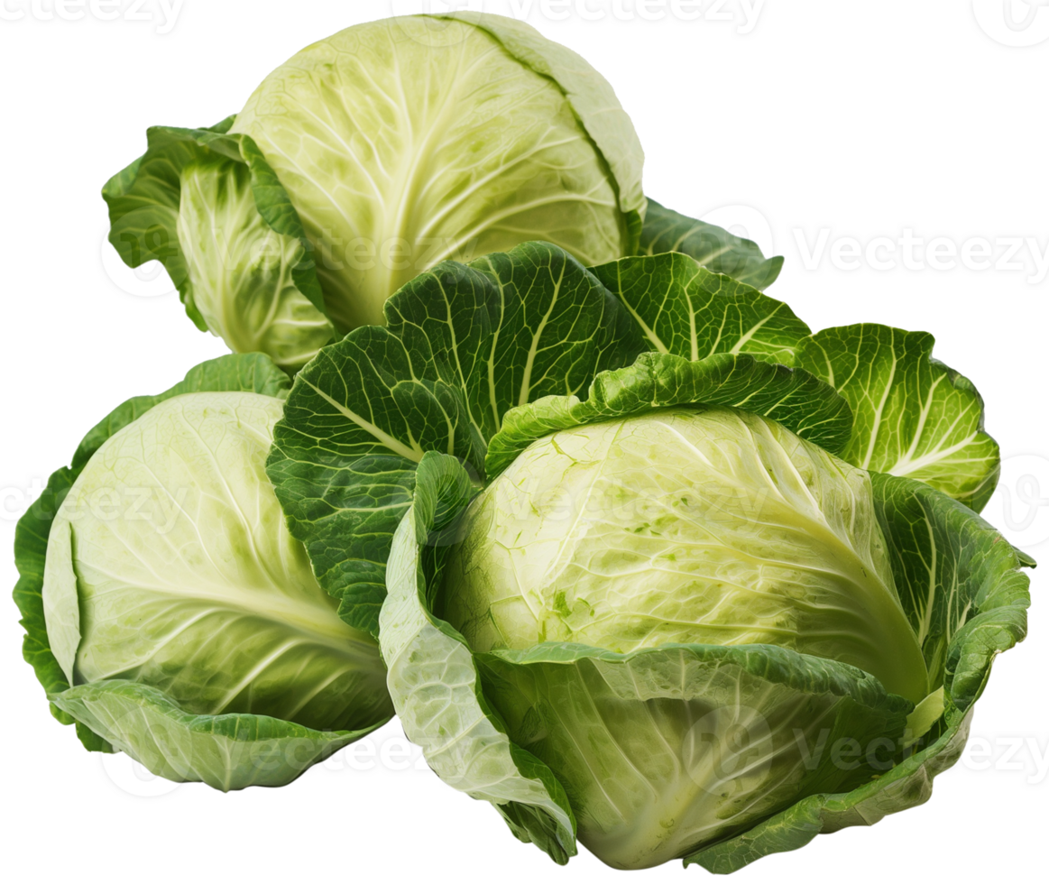 Cabbage Vegetable isolated - Fresh Cabbage vegetable illustration png