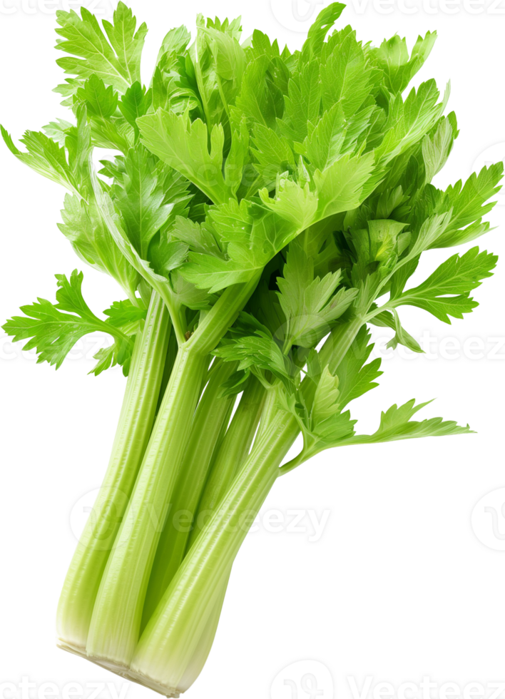 Celery Vegetable isolated - fresh celery vegetable illustration png