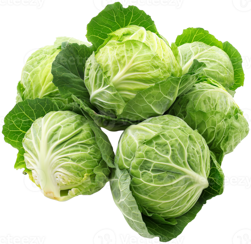 Cabbage Vegetable isolated - Group of cabbage vegetables illustration png