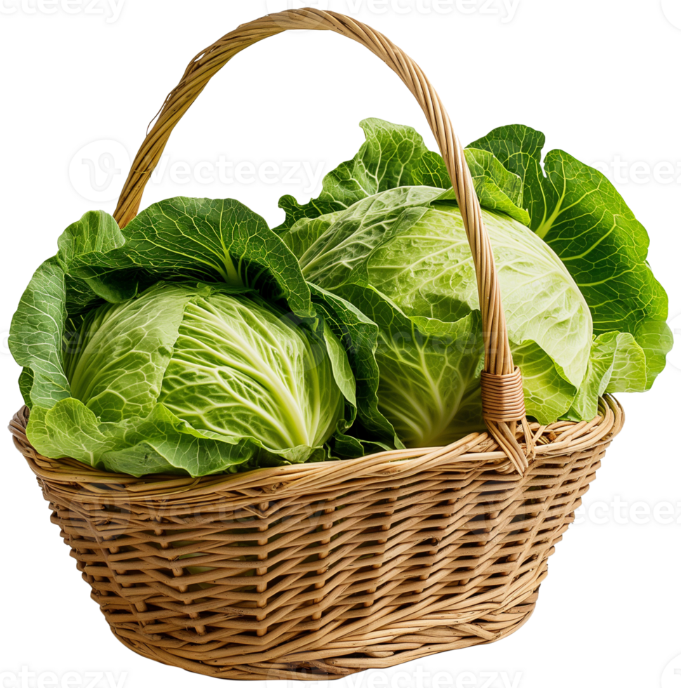 Cabbage Vegetable isolated - bunch of cabbage in a basket illustration png