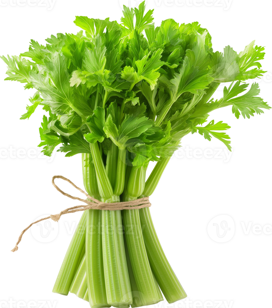 Celery Vegetable isolated - Healthy Fresh celery vegetable illustration png