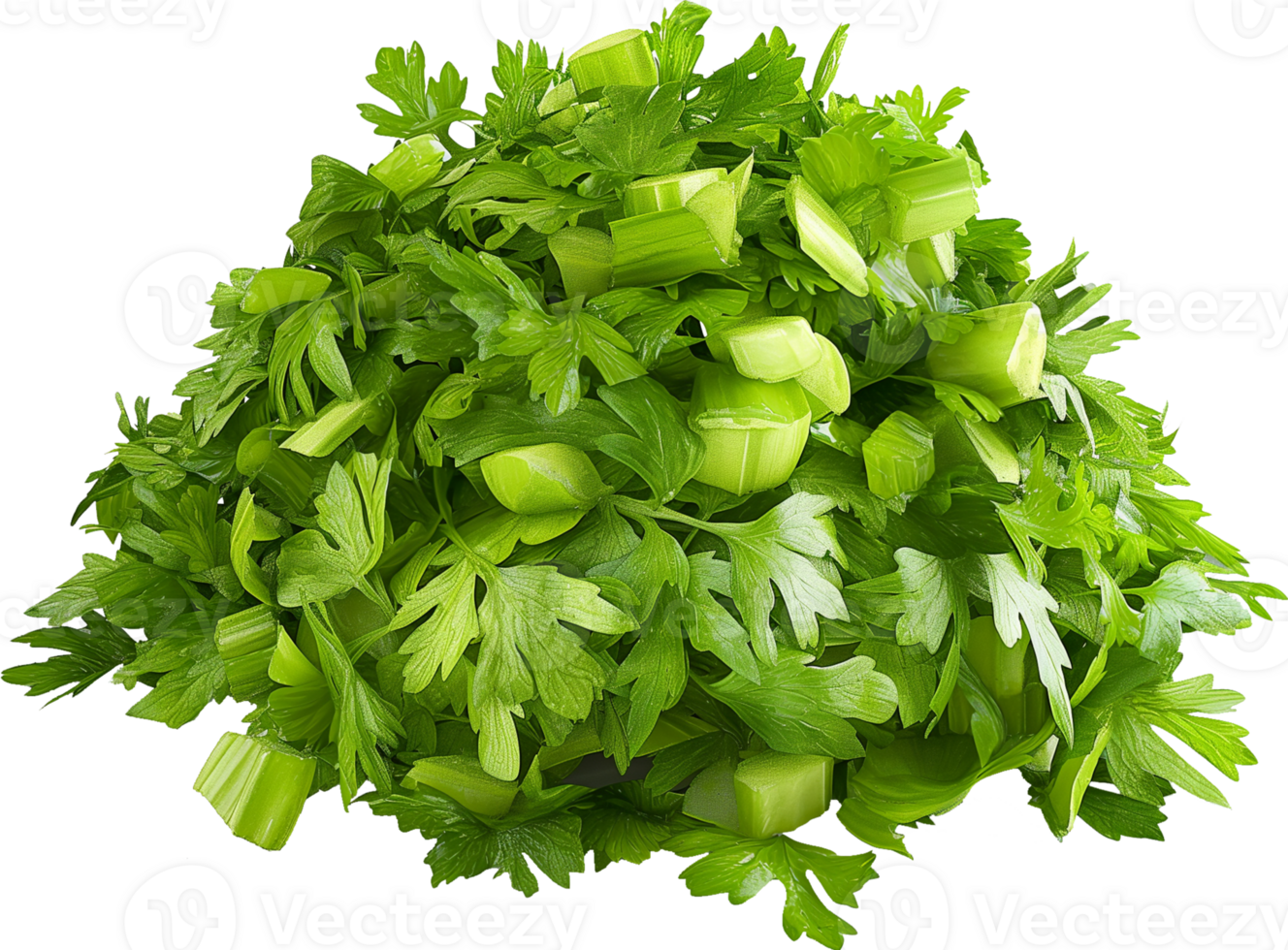 Celery Vegetable isolated - Celery fresh leaves illustration png