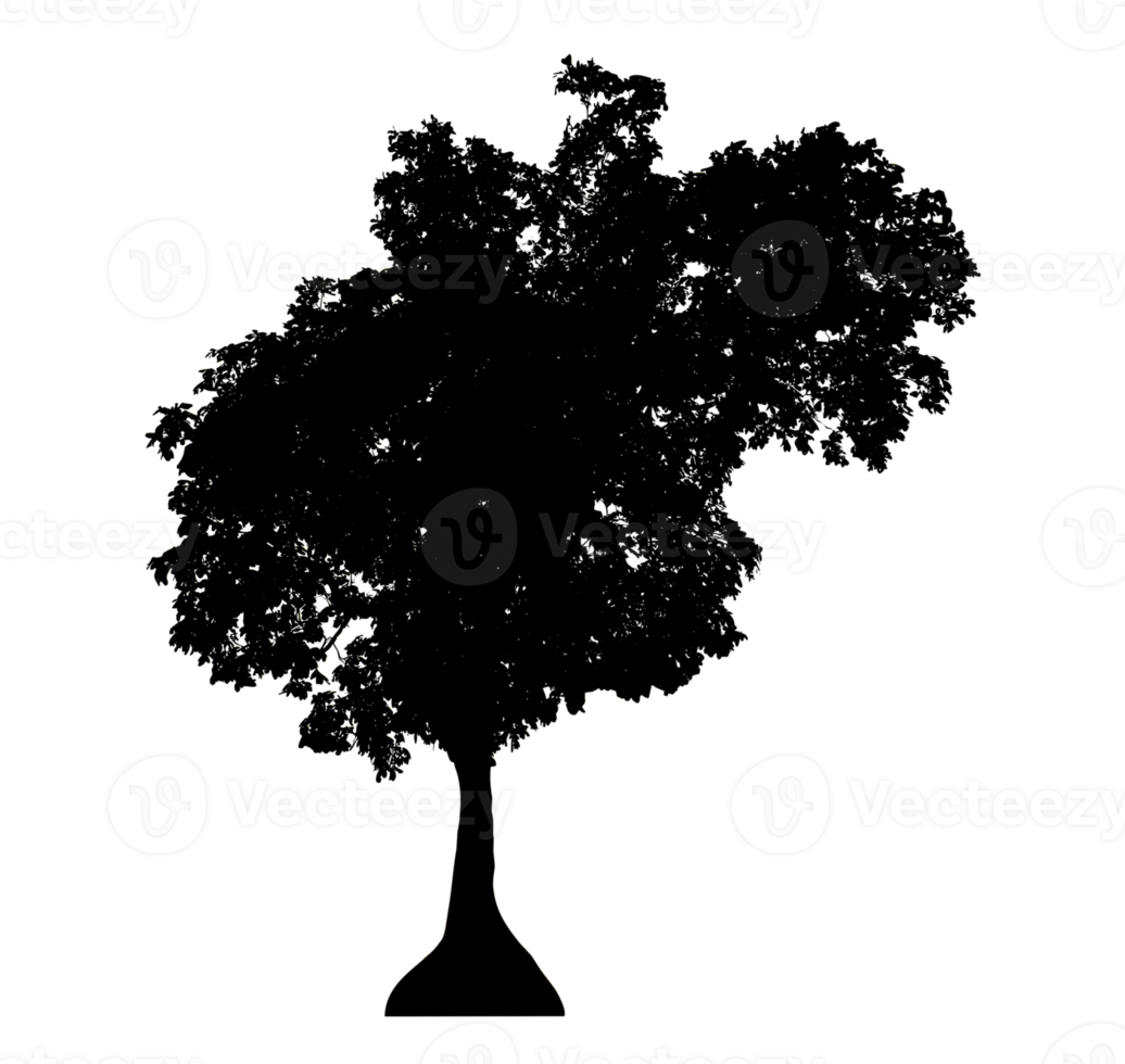Realistic tree silhouette isolated on transparent background with clipping path and alpha channel png