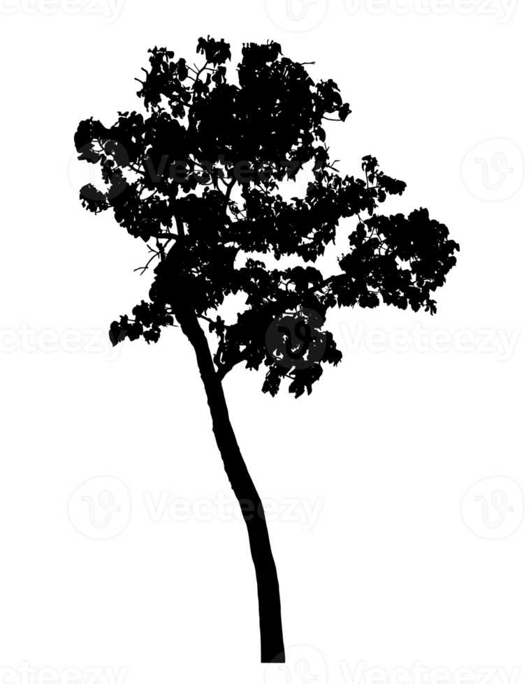 Realistic tree silhouette isolated on transparent background with clipping path and alpha channel png