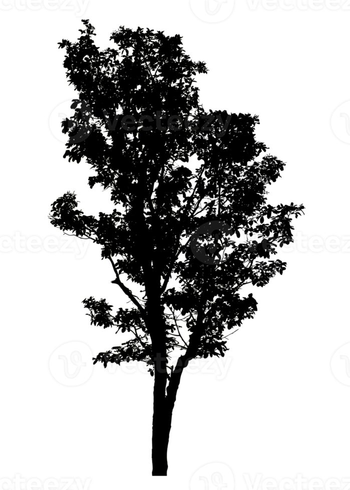 Realistic tree silhouette isolated on transparent background with clipping path and alpha channel png