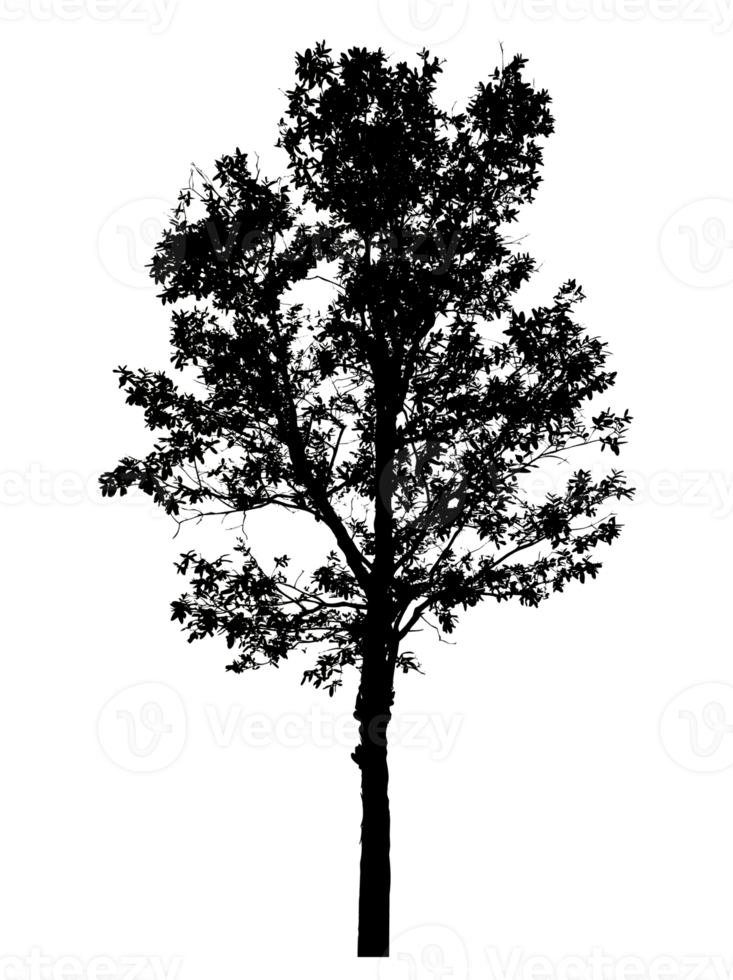 Realistic tree silhouette isolated on transparent background with clipping path and alpha channel png