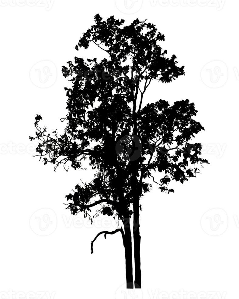 Realistic tree silhouette isolated on transparent background with clipping path and alpha channel png