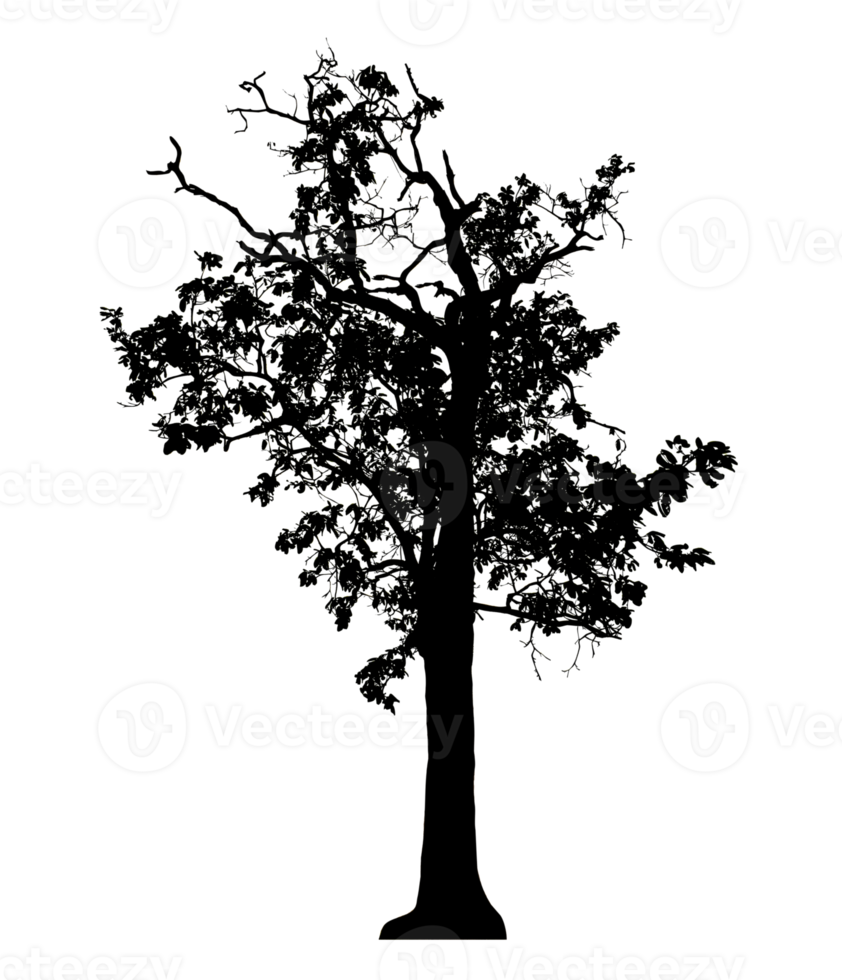 Realistic tree silhouette isolated on transparent background with clipping path and alpha channel png