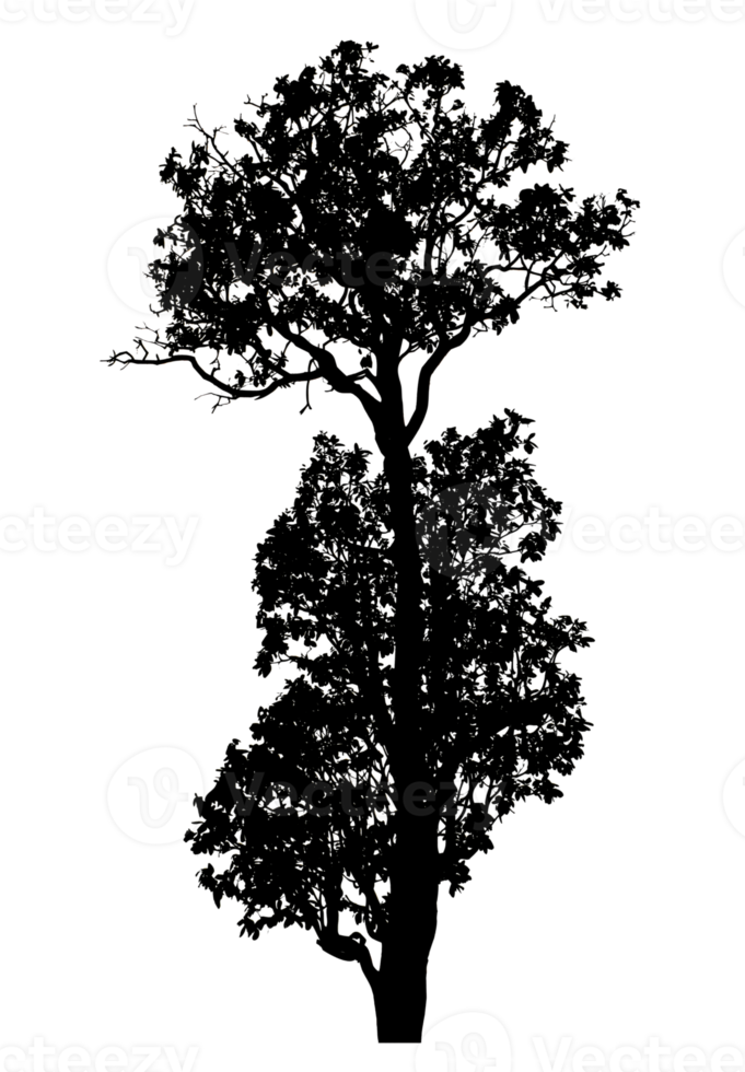 Realistic tree silhouette isolated on transparent background with clipping path and alpha channel png