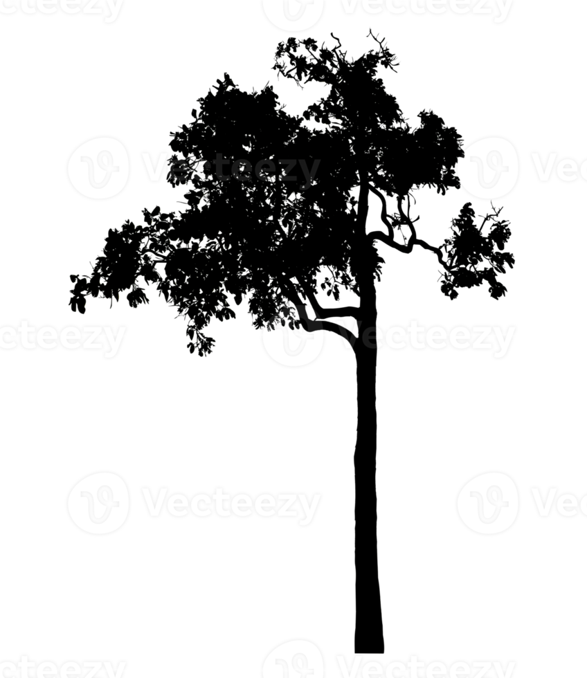 Realistic tree silhouette isolated on transparent background with clipping path and alpha channel png