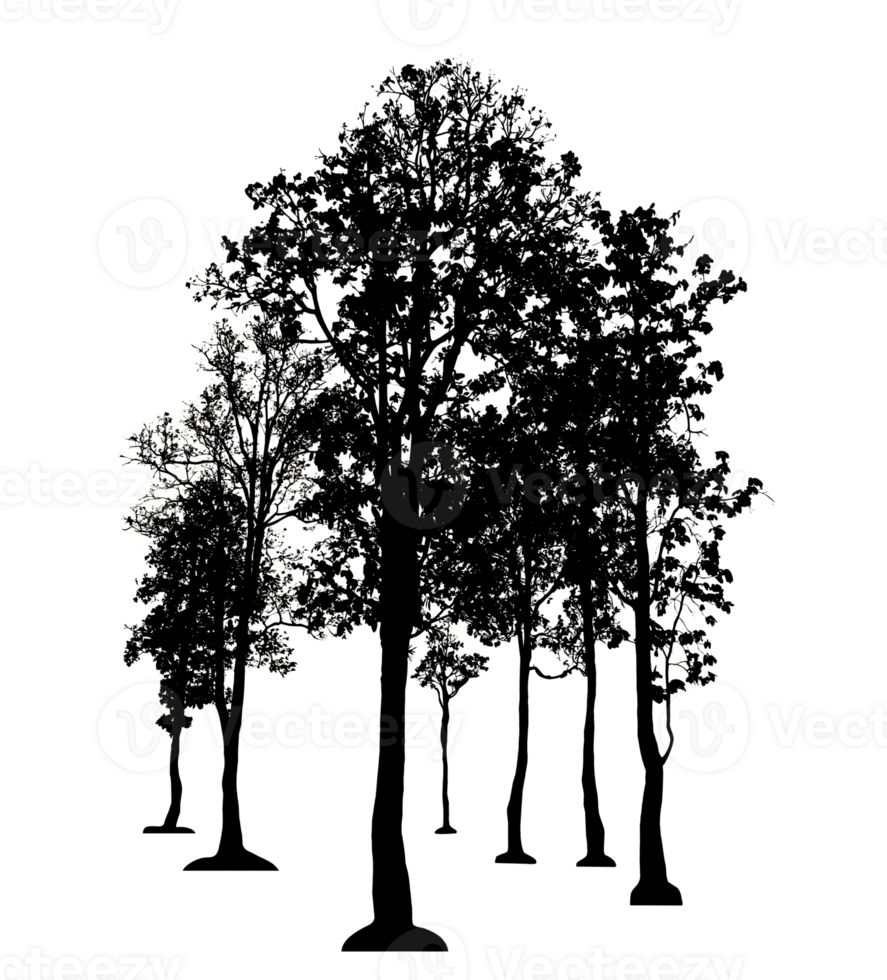 Realistic tree silhouette isolated on transparent background with clipping path and alpha channel png