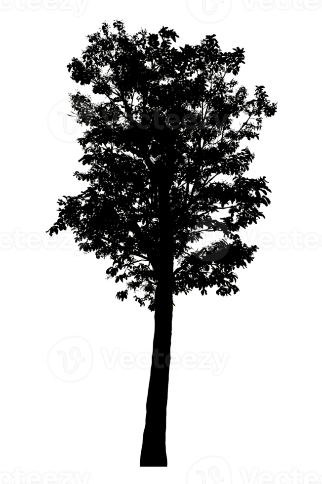 Realistic tree silhouette isolated on transparent background with clipping path and alpha channel png
