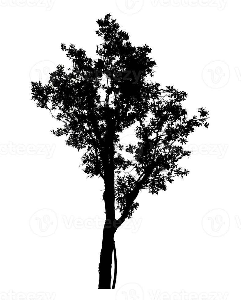 Realistic tree silhouette isolated on transparent background with clipping path and alpha channel png