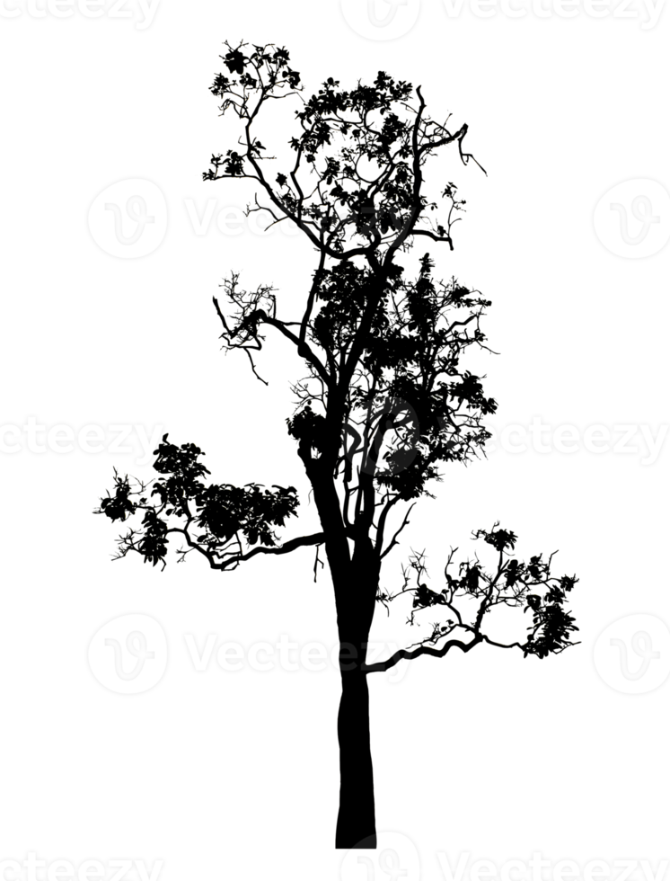 Realistic tree silhouette isolated on transparent background with clipping path and alpha channel png