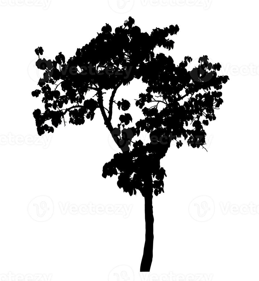 Realistic tree silhouette isolated on transparent background with clipping path and alpha channel png