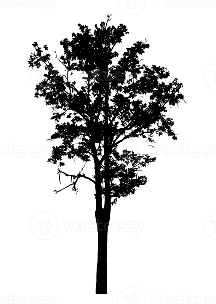 Realistic tree silhouette isolated on transparent background with clipping path and alpha channel png