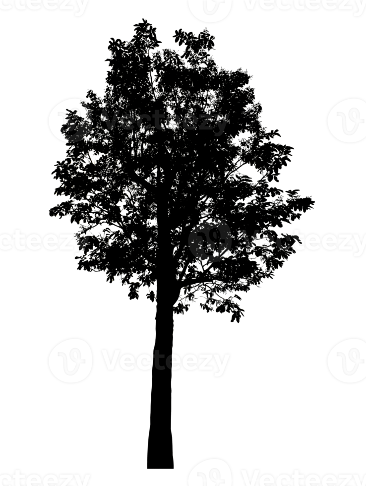 Realistic tree silhouette isolated on transparent background with clipping path and alpha channel png