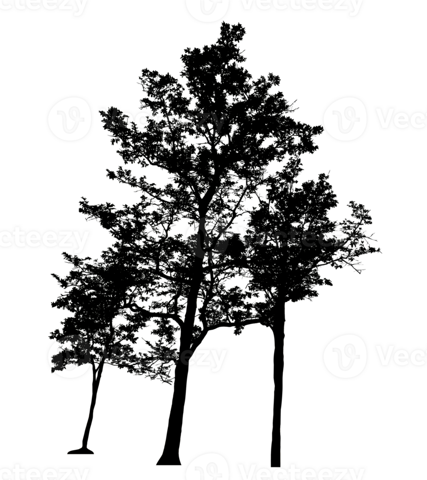 Realistic tree silhouette isolated on transparent background with clipping path and alpha channel png